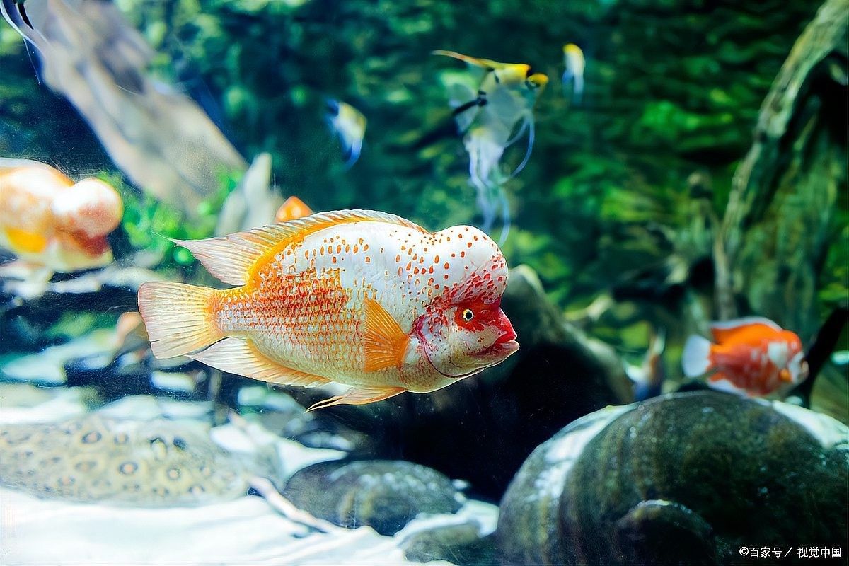 銀龍魚身上發(fā)紅怎么回事圖片
