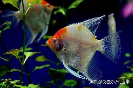 銀龍魚身上發(fā)紅怎么回事圖片