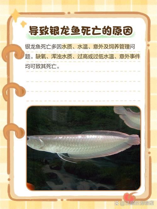 銀龍魚身上發(fā)紅怎么回事圖片