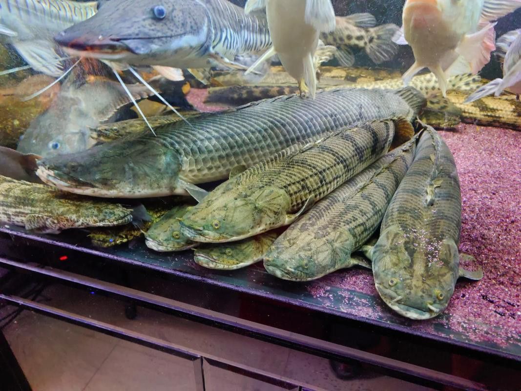 恐龍魚的圖片大全大圖高清