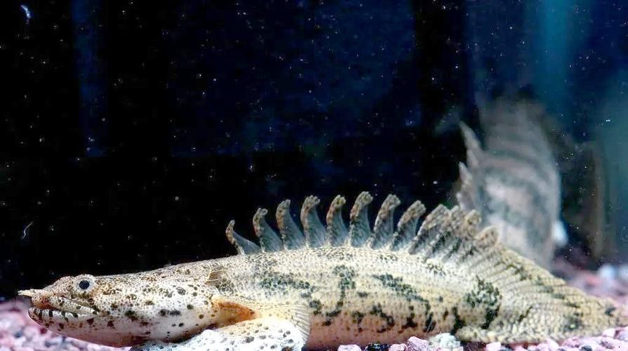 恐龍魚的圖片大全大圖高清