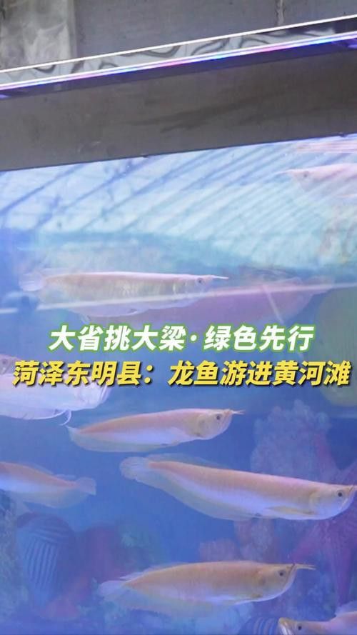 山東銀龍魚養殖場