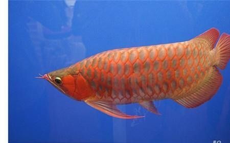 紅龍魚壽命最長壽命（紅龍魚的壽命是多少年）