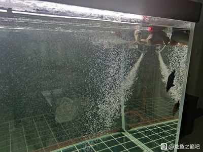 龍魚游累了也會休息（龍魚休息行為與多種因素有關）