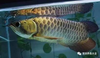 龍魚吃大麥蟲內臟會怎么樣：龍魚吃大麥蟲內臟會怎樣
