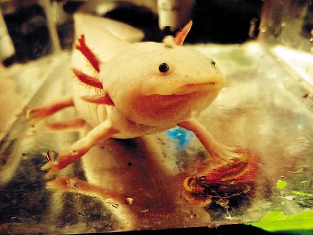 六角恐龍魚多少錢一條. 最低價格，六角恐龍魚價格趨勢，六角恐龍魚養殖技巧 六角恐龍魚多少錢一條. 最低價格，六角恐龍魚價格趨勢，六角恐龍魚養殖技巧 龍魚百科 第2張