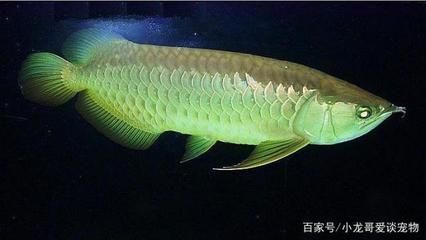 龍魚的外形特點描寫句子有哪些：關于龍魚的外形特點描述