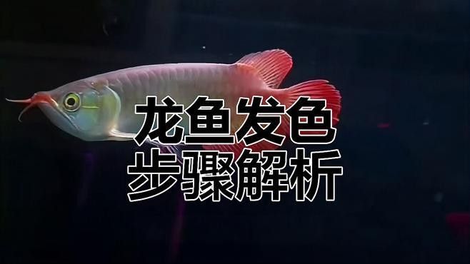 銀龍魚怎么上色