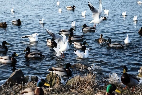 銀龍魚苗飼料搭配建議：銀龍魚苗的飼料搭配應(yīng)包括高蛋白飼料、動物性飼料、合成飼料搭配