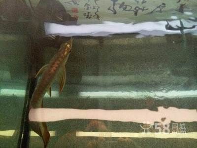 過背金龍魚幼魚怎么養：過背金龍魚幼魚的飼養方法