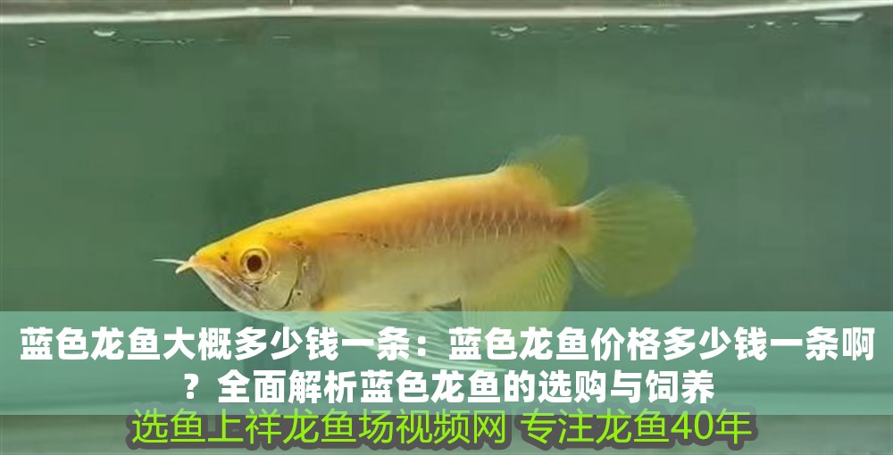 藍色龍魚大概多少錢一條：藍色龍魚價格多少錢一條啊？全面解析藍色龍魚的選購與飼養