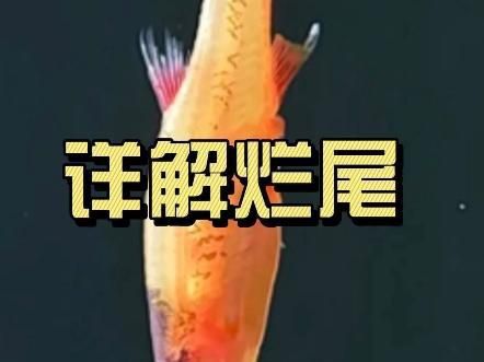 如何判斷魚是否得了爛尾??？