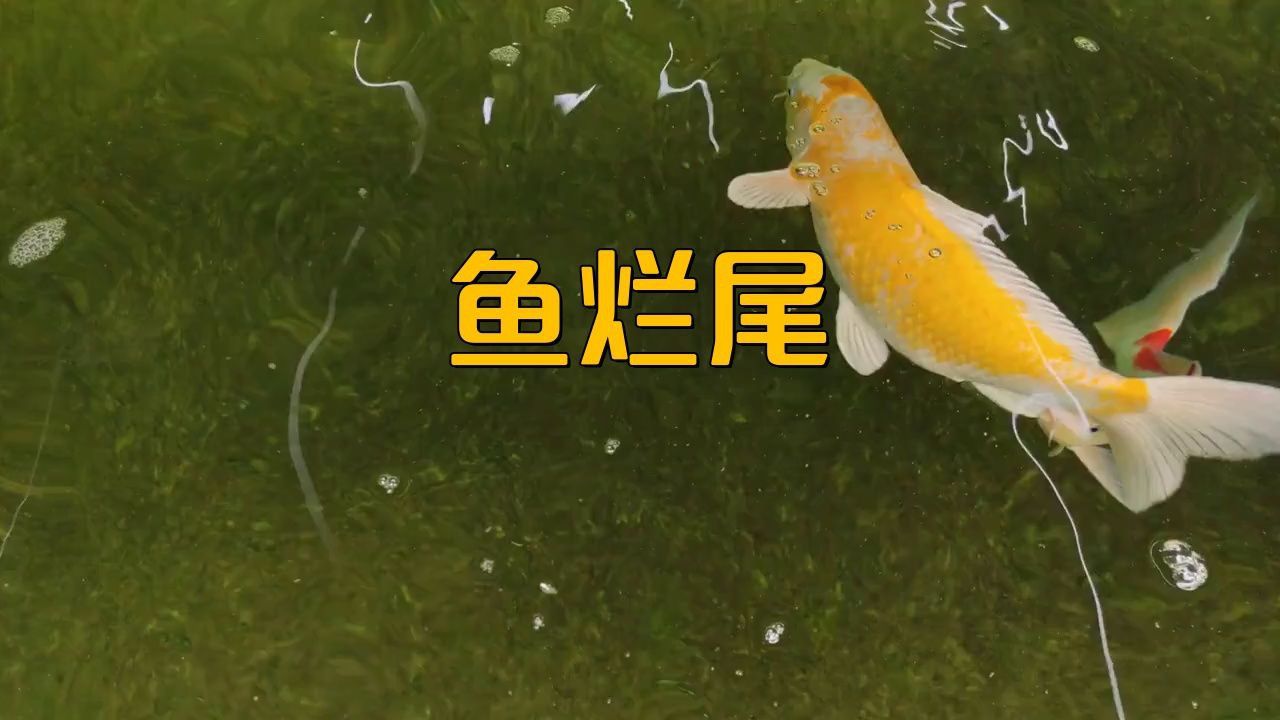 如何判斷魚是否得了爛尾??？