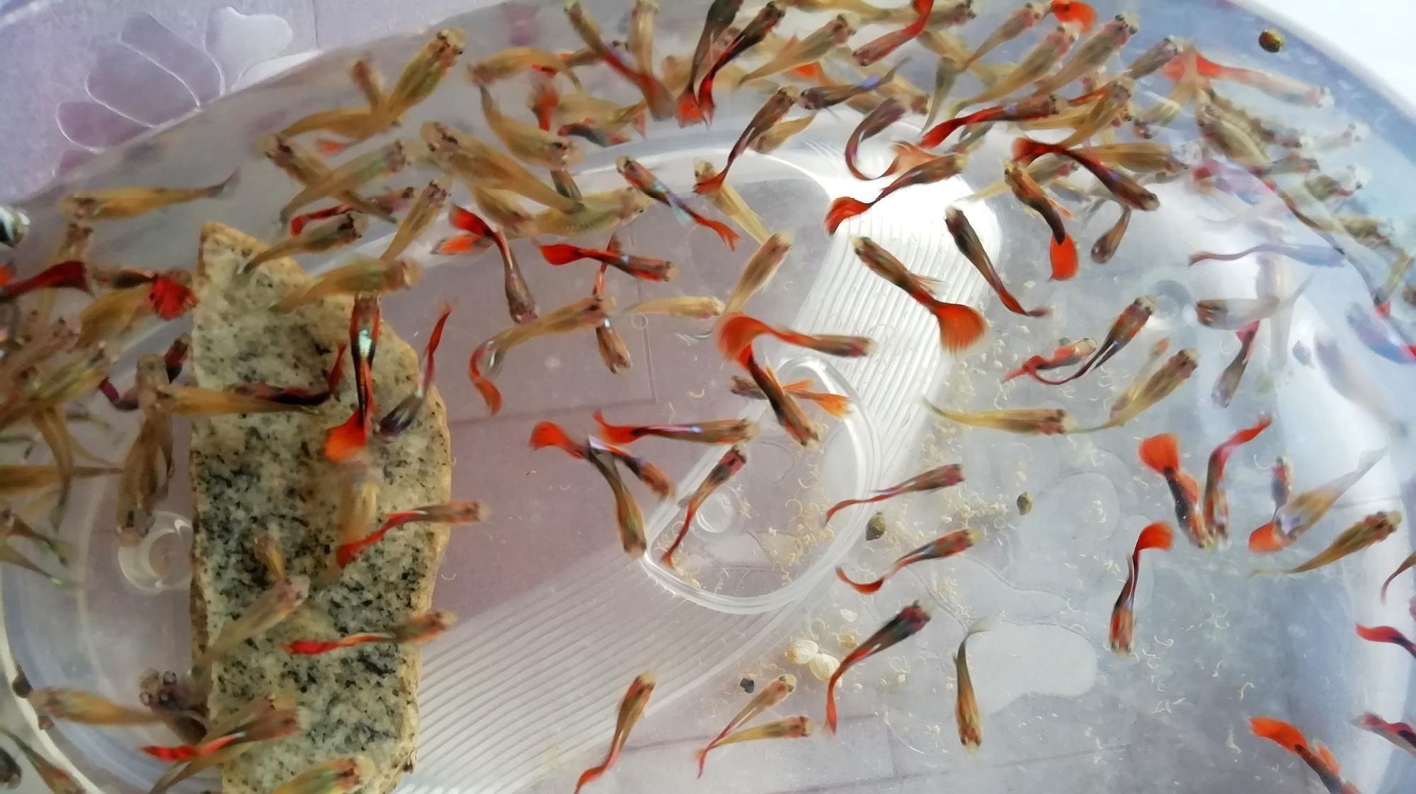 如何判斷魚是否得了爛尾??？