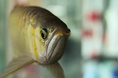 小龍魚喂什么好養：小龍魚喂養需要注意以下幾個方面