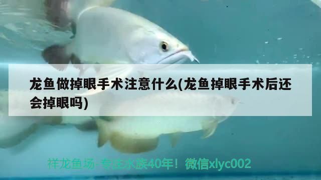 龍魚做掉眼手術(shù)后用上藥嗎有影響嗎：龍魚掉眼手術(shù)后的用藥是必要的，但需要注意以下幾點