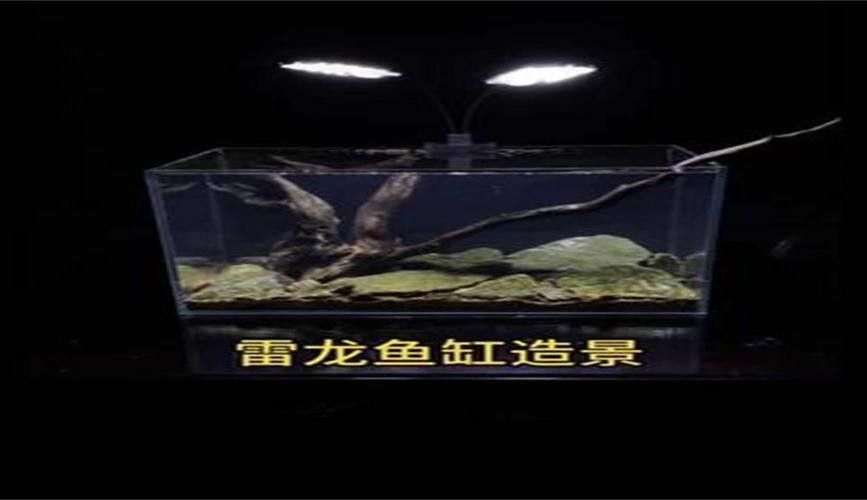 彩虹雷龍魚缸造景圖片