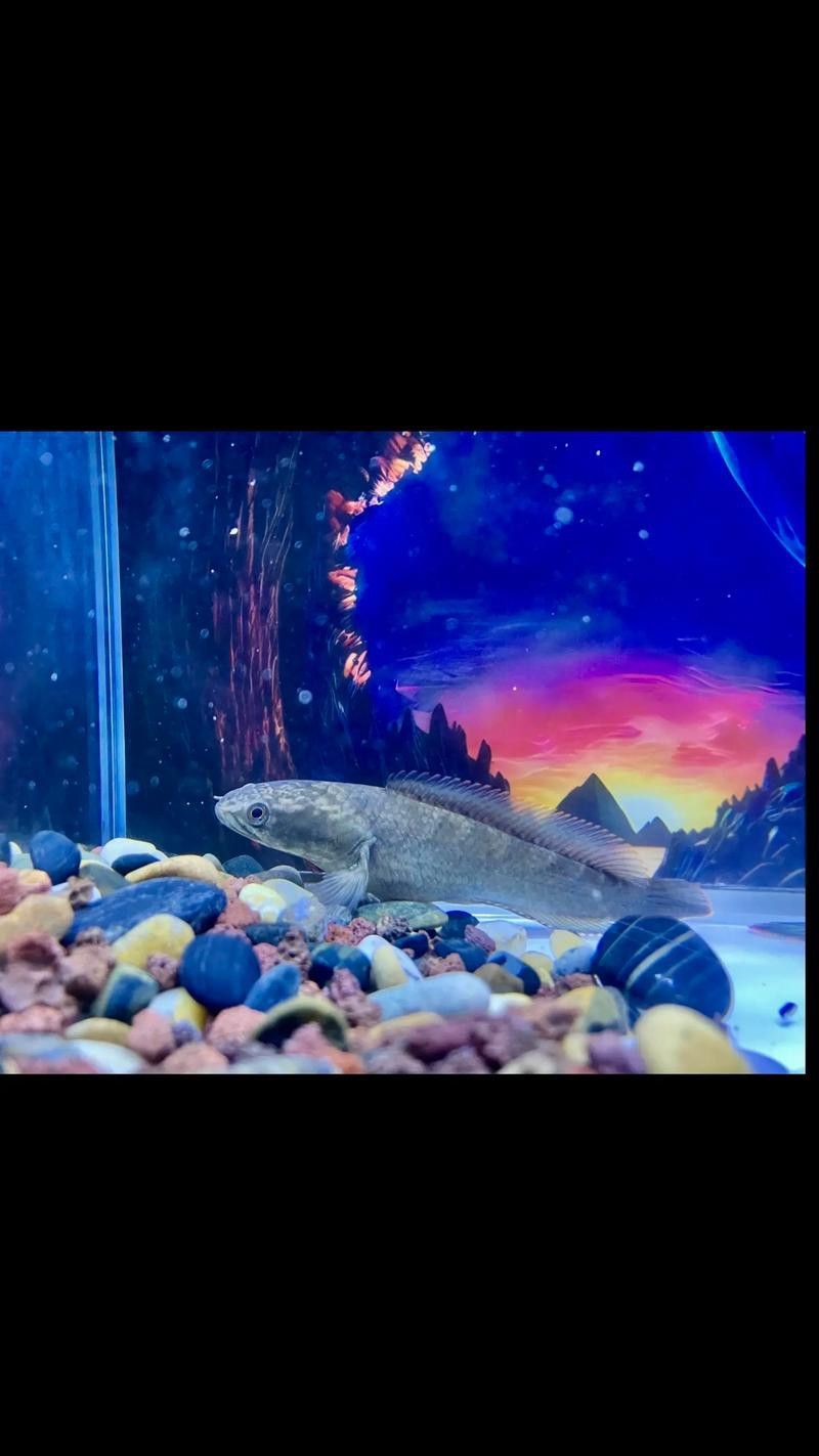 彩虹雷龍魚缸造景圖片