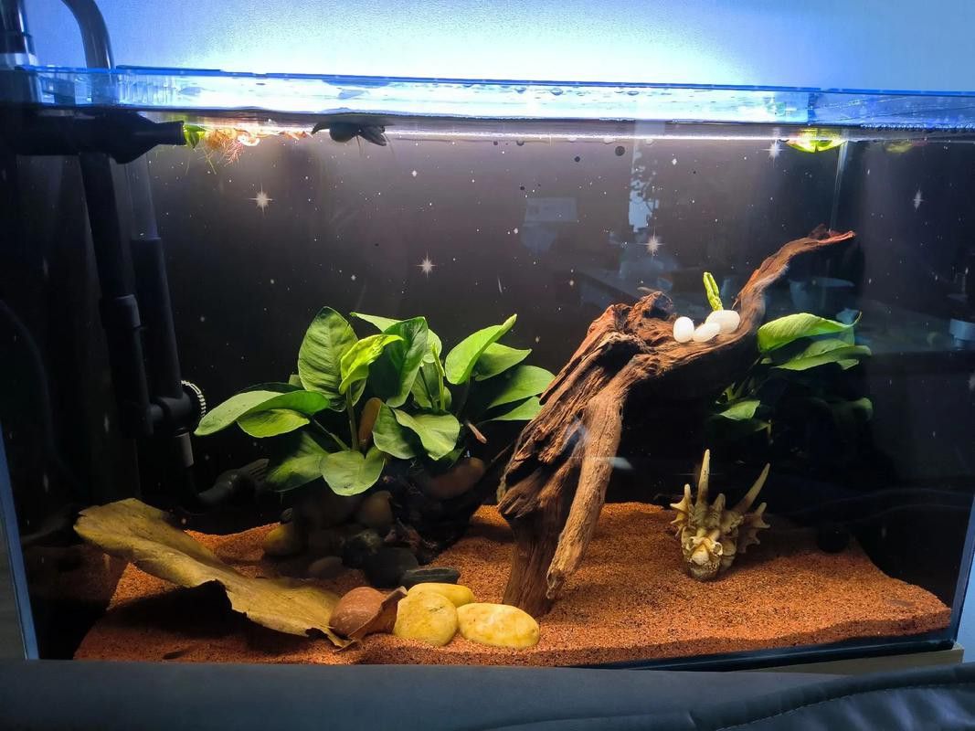 彩虹雷龍魚缸造景圖片