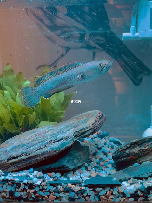 彩虹雷龍魚缸造景圖片