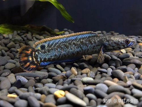 彩虹雷龍魚缸造景圖片
