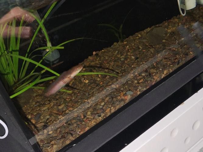 彩虹雷龍魚缸造景圖片