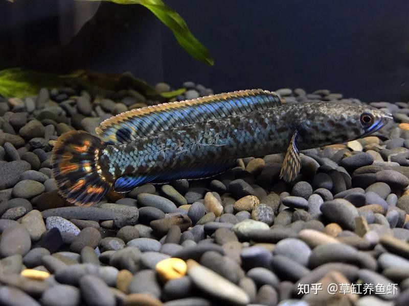 彩虹雷龍魚缸造景圖片