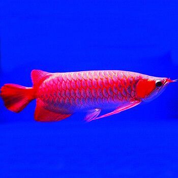 一米龍赤血紅龍魚：一米龍赤血紅龍魚在水中游動時展現出極高的觀賞價值