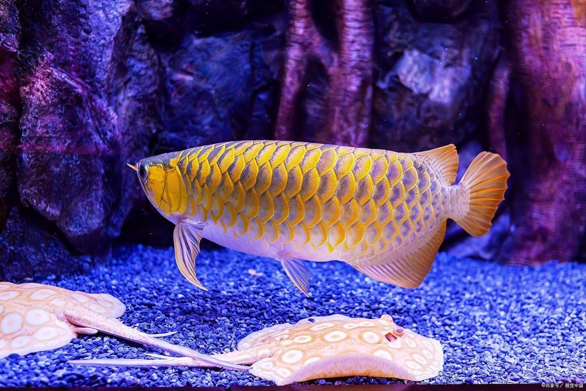哪些食物對龍魚內寄有防治作用？