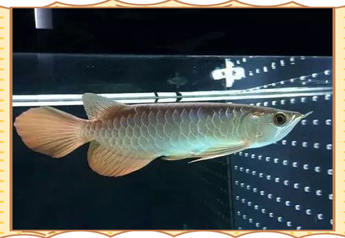 哪些食物對龍魚內寄有防治作用？