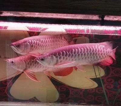 紅色金龍魚價格多少錢一條（如何辨別金龍魚品質(zhì)，金龍魚市場價格走勢分析）