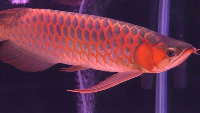 紅龍魚回收價格多少錢一斤