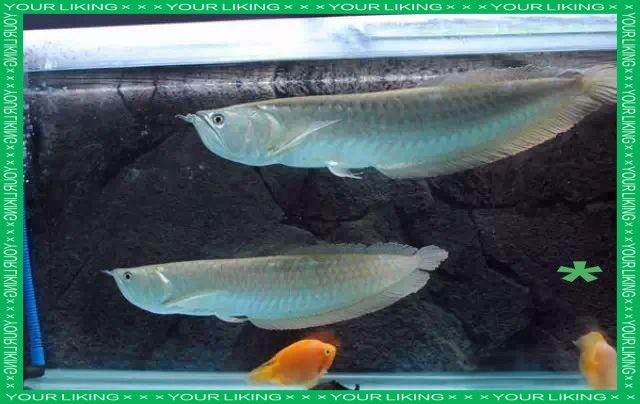 銀龍魚容易養嗎