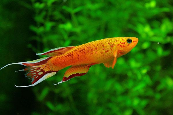 龍魚活體品牌排行榜：龍魚活體品牌，市場(chǎng)現(xiàn)狀、選購(gòu)指南與養(yǎng)護(hù)技巧