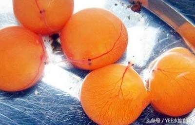 龍魚死后身體形狀能看出是什么病嗎（龍魚患病時會出現哪些癥狀，可能會表現出以下癥狀）