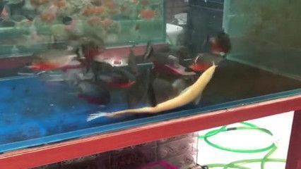 紅龍魚鱗片有白點，紅龍魚鱗片出現白點可能是由多種因素引起的