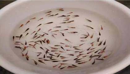 節假日觀賞魚價格趨勢：中國觀賞魚市場規模持續增長年均復合增長率約為8%