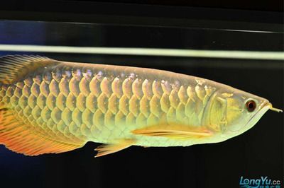 跟金龍魚相似的龍魚：與金龍魚相似的龍魚種類