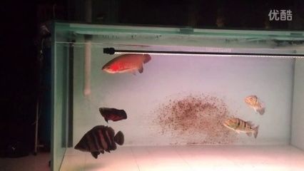 白缸可以養紅龍魚嗎為什么，白缸養紅龍魚是否可行？