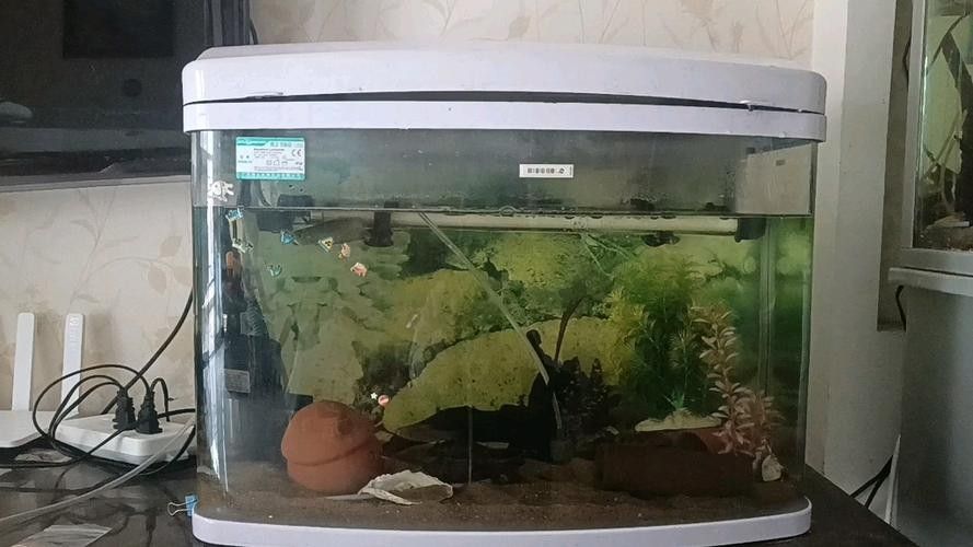 銀龍魚剛入缸