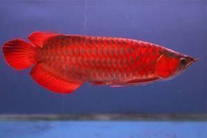 龍魚一個魚缸能養幾條：龍魚混養時的水質管理技巧