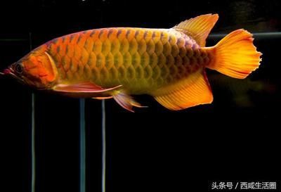 龍魚(yú)象征什么動(dòng)物呢：玉雕龍魚(yú)的象征意義