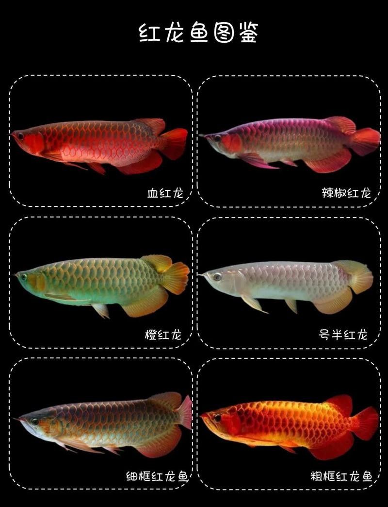頂級(jí)紅龍魚(yú)一般多大？