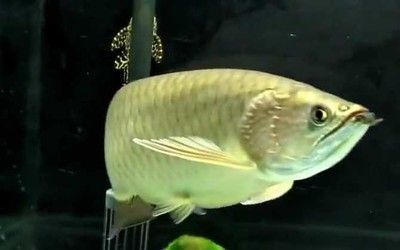 哪種龍魚體形最小最聰明呢？：體形最小的龍魚并未明確指出，澳洲星點(diǎn)龍可能是一個(gè)不錯(cuò)的選擇