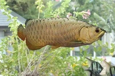 哪種龍魚體形最小最聰明呢？：體形最小的龍魚并未明確指出，澳洲星點(diǎn)龍可能是一個(gè)不錯(cuò)的選擇