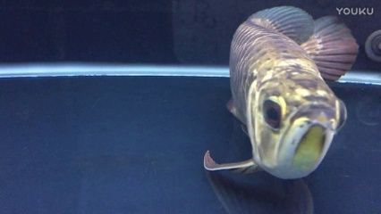 什么龍魚沒有刺還能活：無刺龍魚有哪些種類？
