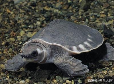 龍魚豬鼻龜的寓意：風水學中的吉祥動物寓意龍魚與豬鼻龜的養護技巧