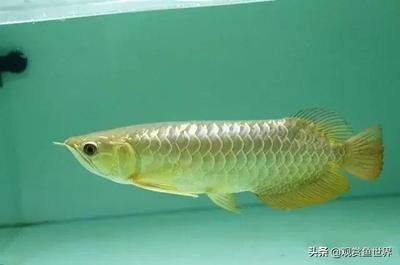 龍魚側游的原因及解決方法（龍魚側游可能是由于多種原因引起的）