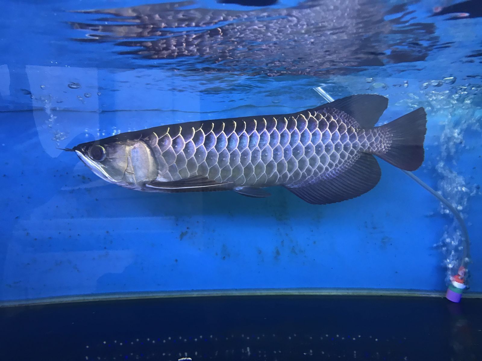 龍魚冬天水溫控制（冬季養龍魚時，水溫控制在26到28攝氏度之間最為適宜）