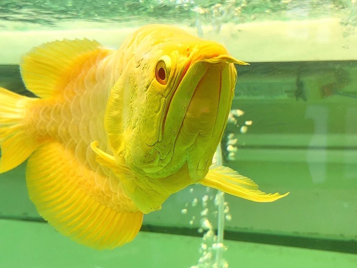 如何預防龍魚爛鱗病？